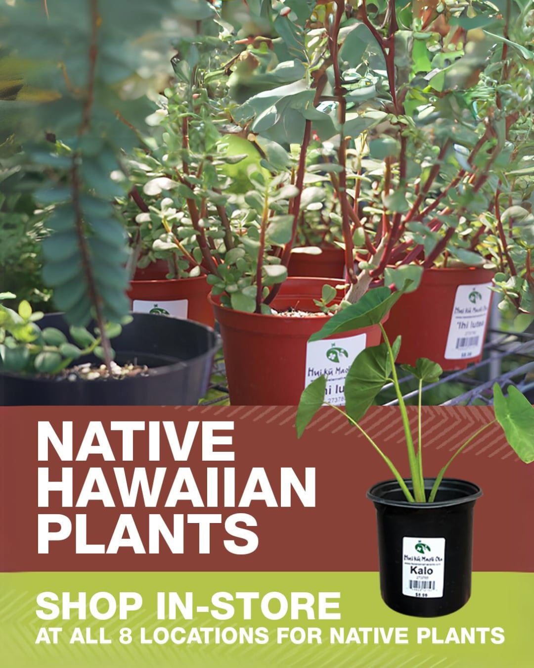 NATIVE PLANTS